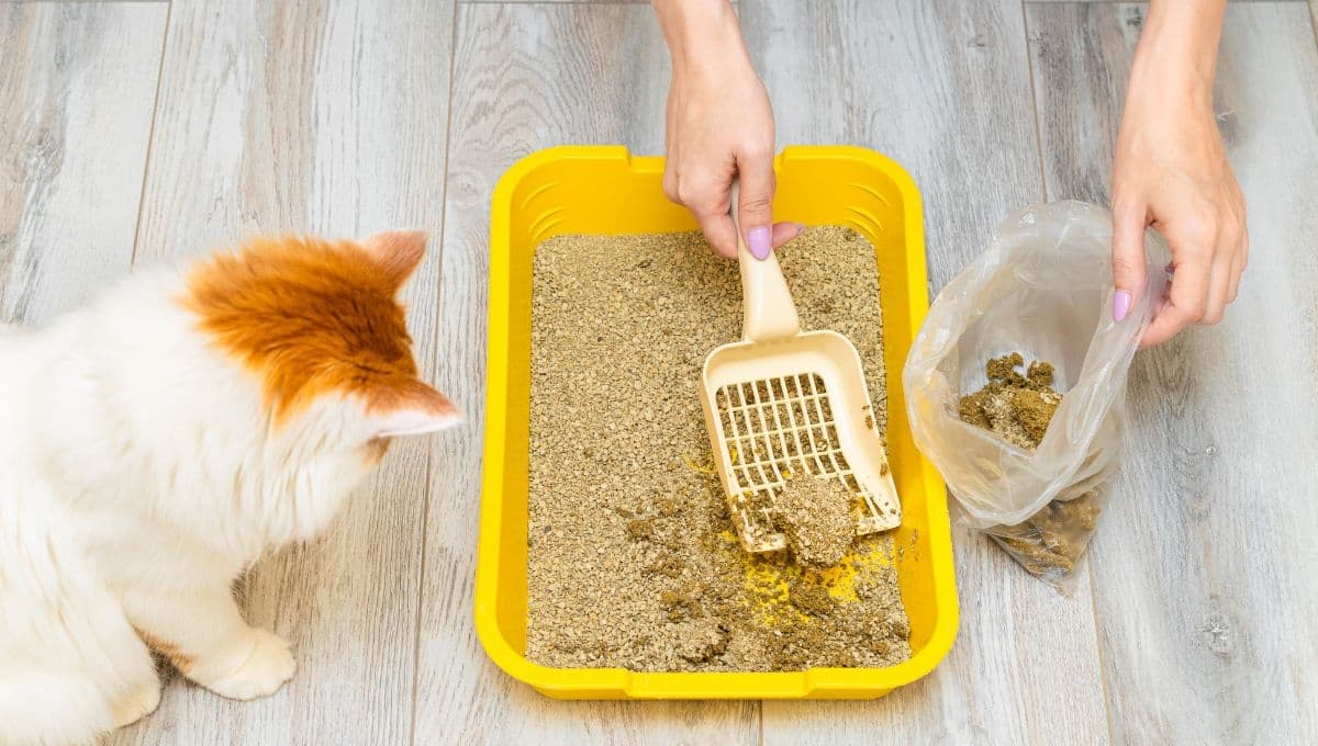 ¿Qué días cambiarle la arena a un gato?