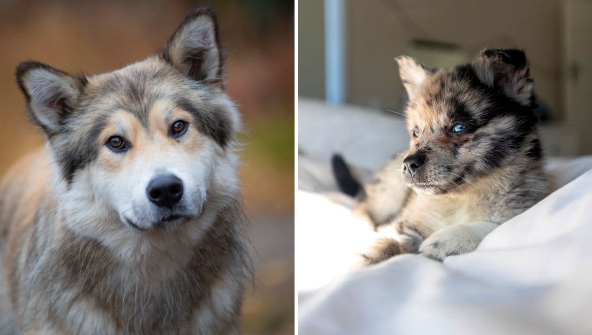 5 razas de perros que parecen lobos: son adorables