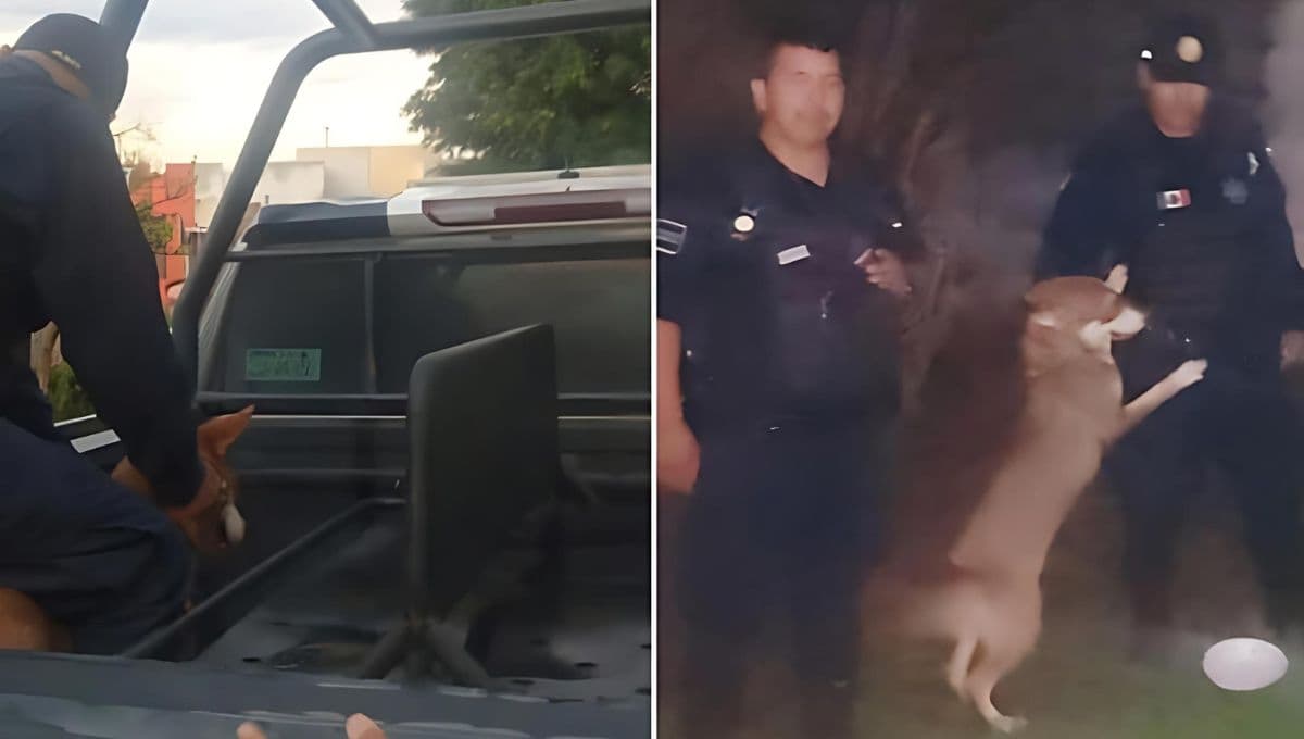 VIDEO: Policía de Tlajomulco se vuelve héroe tras salvar a perro maltratado