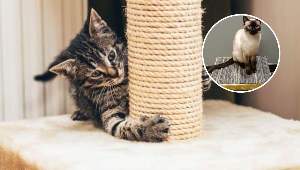 ¿Cómo hacer un rascador casero para gato con cartón de huevo fácil y bonito?