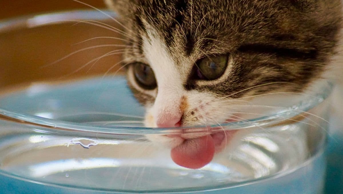 Expertos revelan la manera en que debes hidratar a tu gato en verano