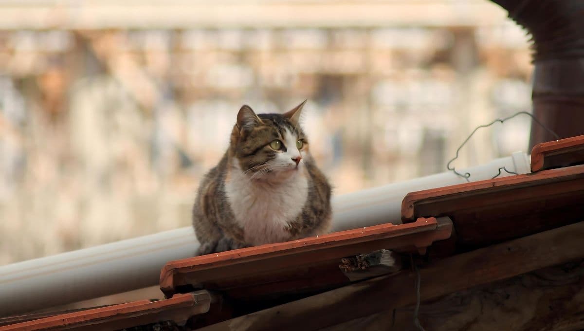 5 ideas para rescatar a tu gato del tejado o techo