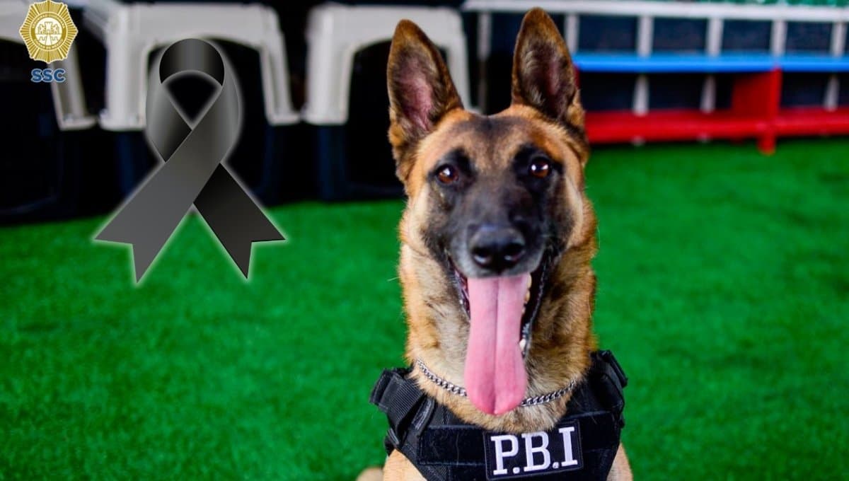 ¿Quién era Ginger, la perrita de PBI que detectaba objetos explosivos que murió?