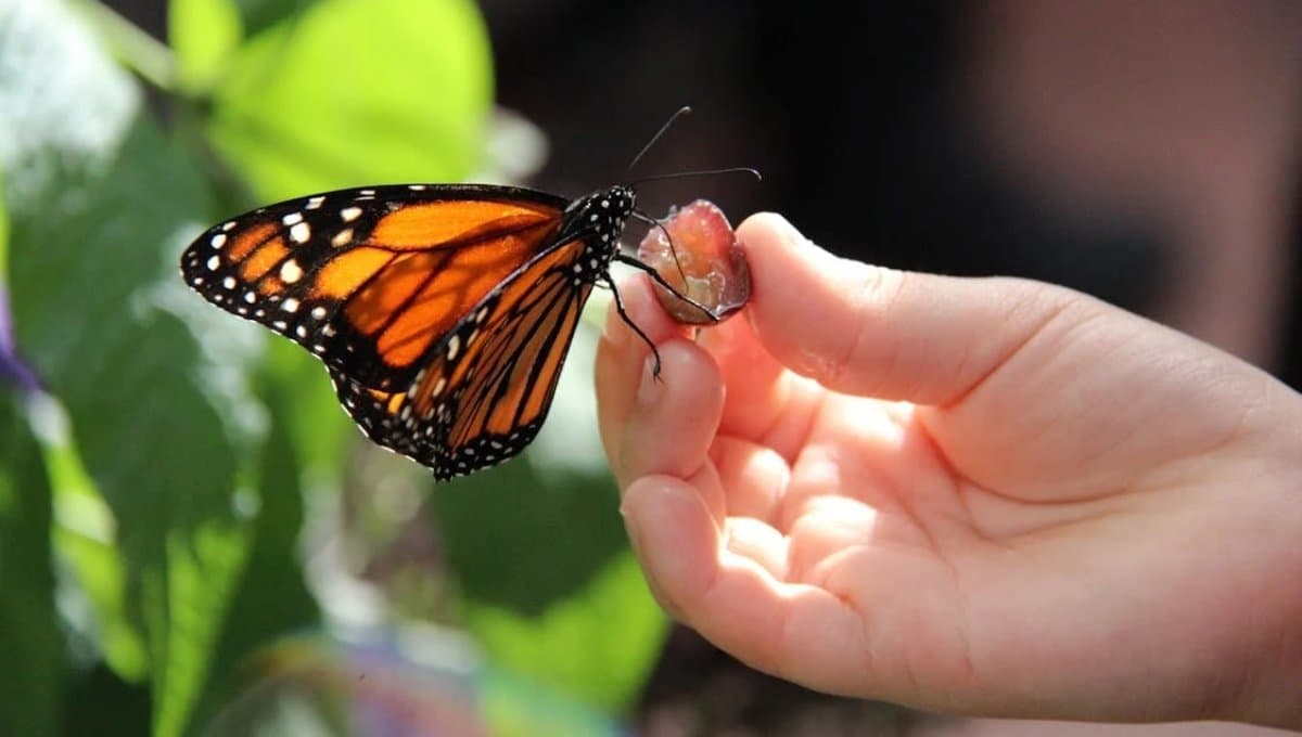 ¿Qué significa que una mariposa monarca entre a tu casa?
