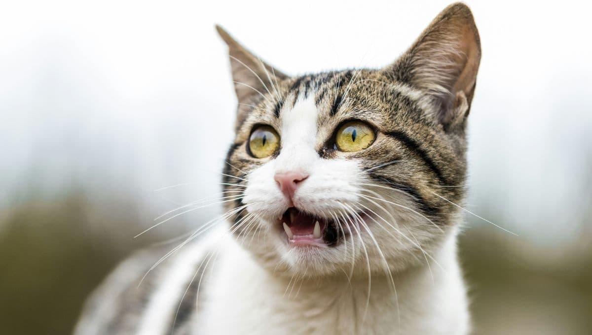 ¿Por qué mi gato maúlla mucho y me persigue?