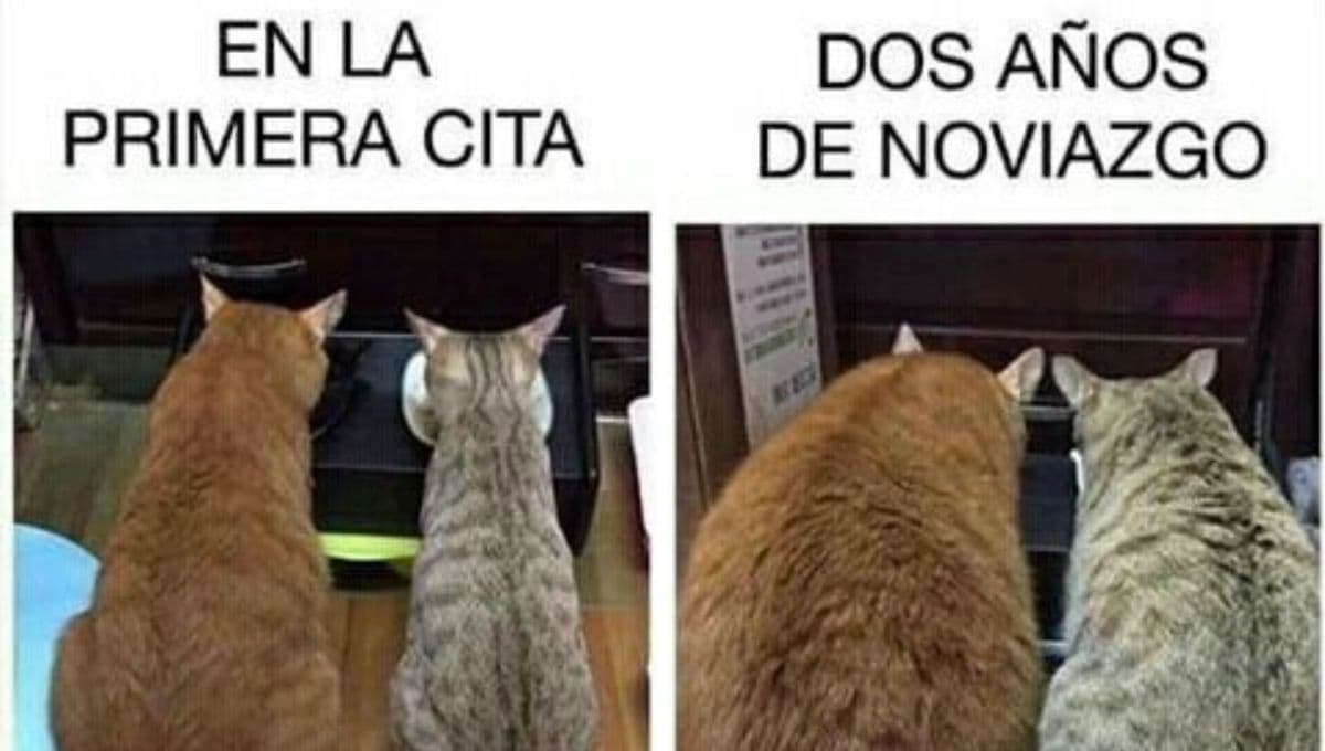 10 memes de gatos que alegrarán tu día aunque te sientas mal