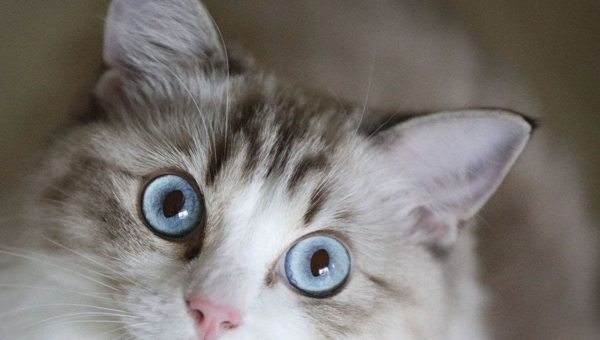 ¿Cuáles son los mejores alimentos para gato?