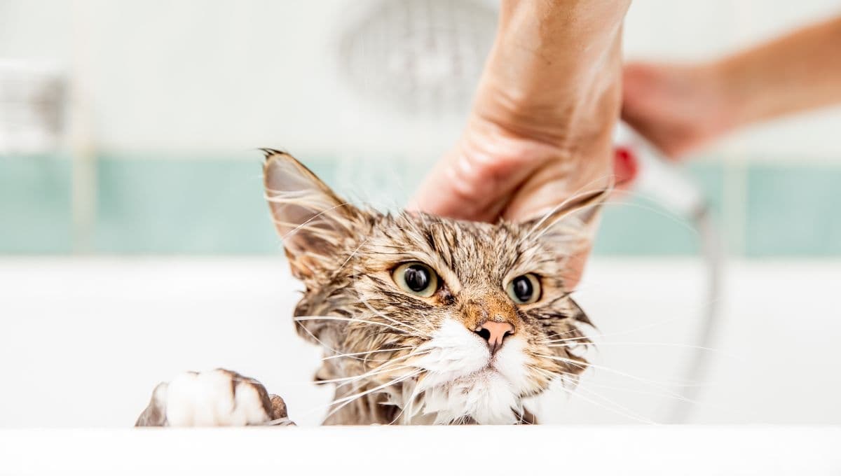 Esto pasa si bañas a un gato que no está vacunado
