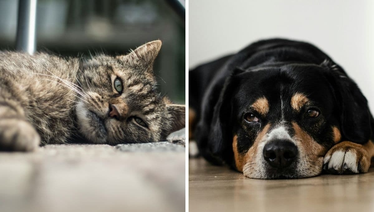 5 alimentos para perros y gatos que PROHIBIÓ la FDA: son un riesgo para su salud