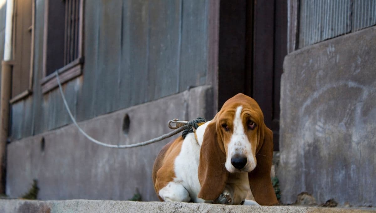 Los 3 errores que estás cometiendo con tu mascota y debes evitar