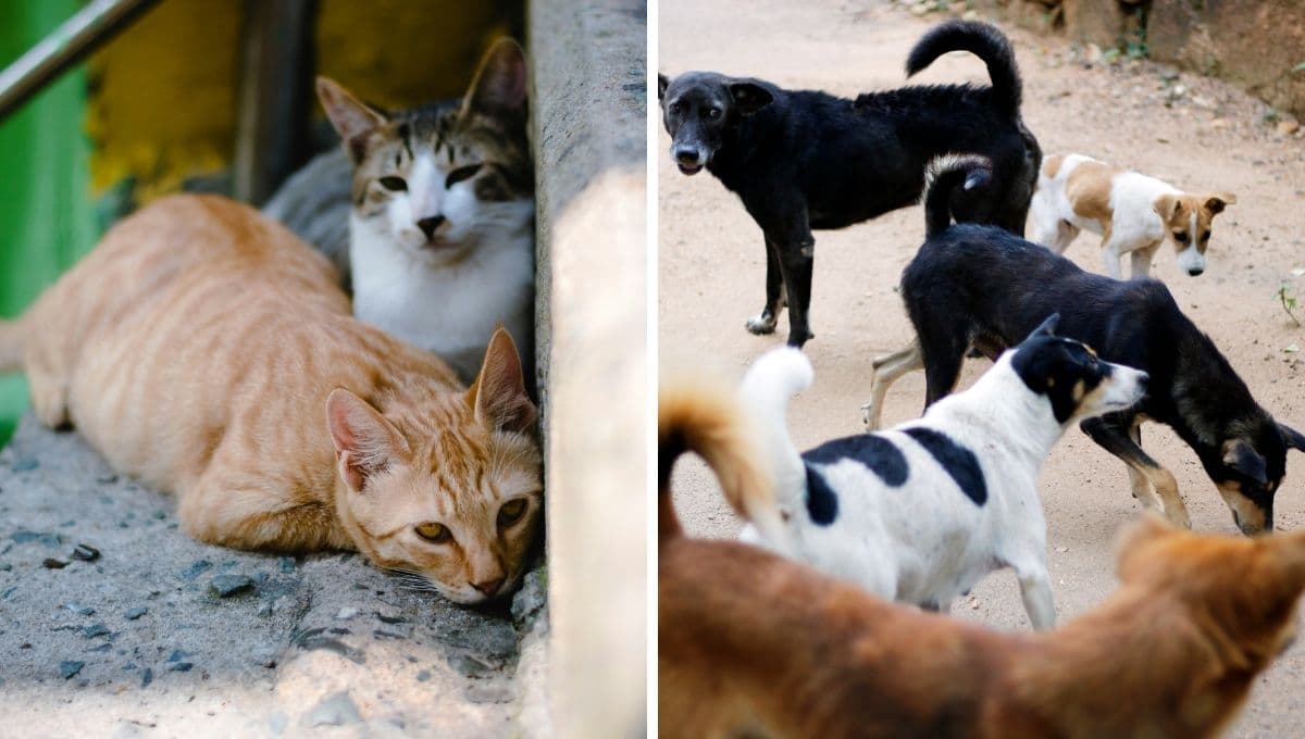 Mundo cruel: envenenan a perros y gatos en calles de Campeche