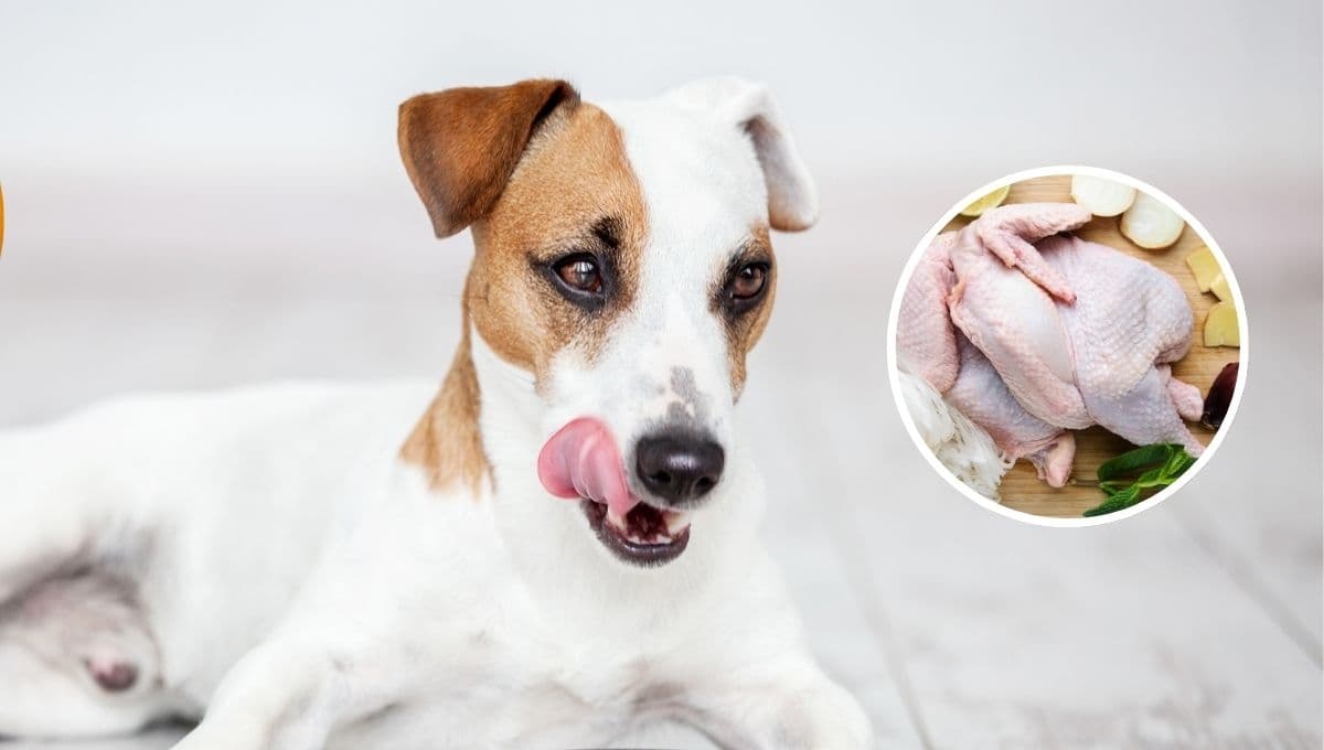 Las 3 partes del pollo que no le debes dar a un perro