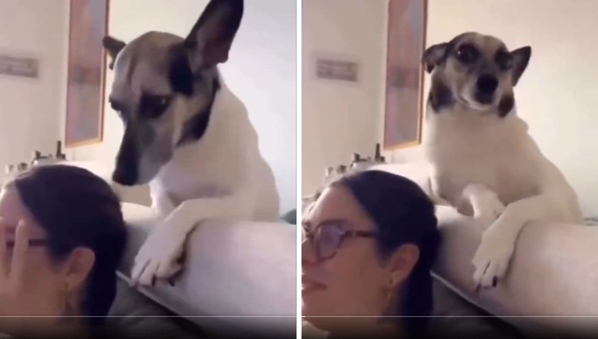 VIDEO: Perro influencer muestra sus mejores poses para las fotos