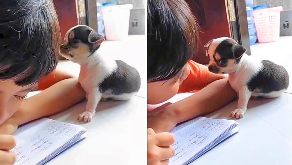 VIDEO: Perrito hace su esfuerzo para no dormirse; quiere estar con su dueño