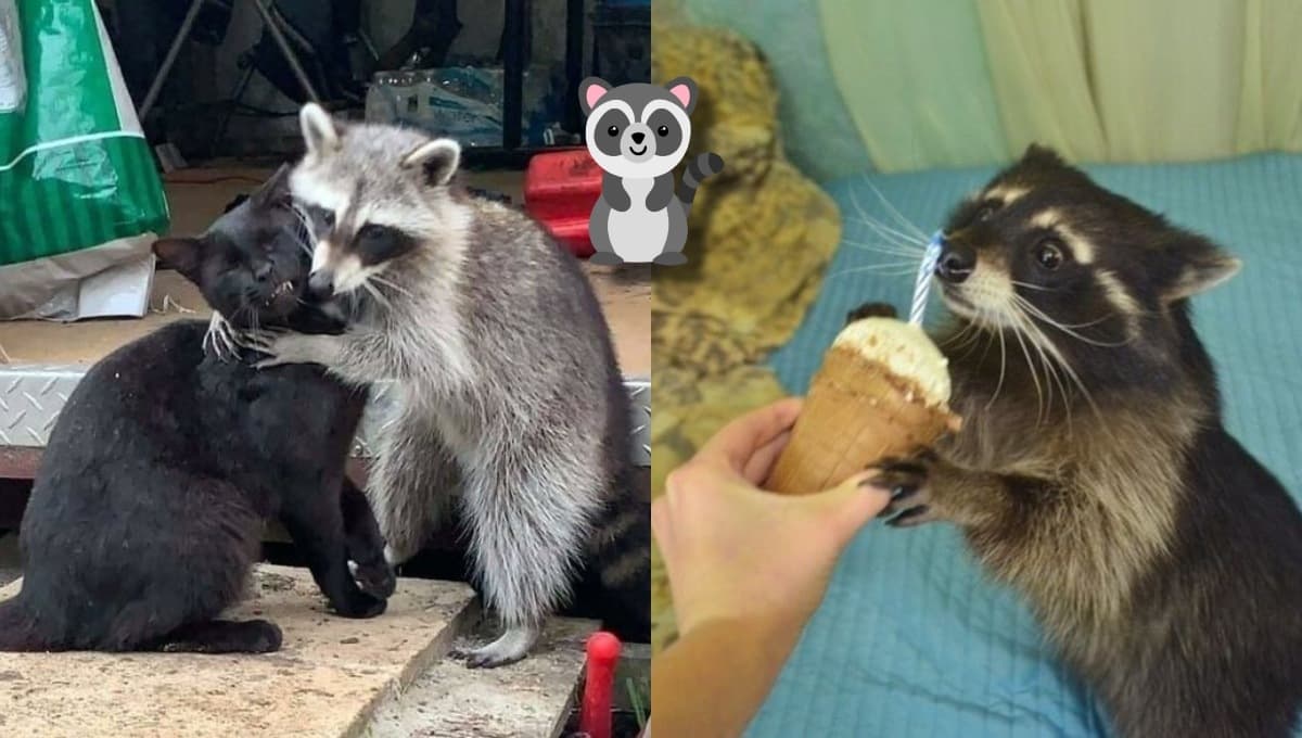 5 FOTOS de mapaches chistosas para reír y compartir