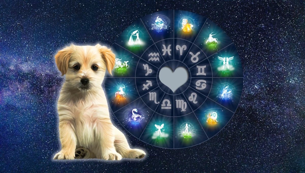 Horóscopo de tu perro: ¿Qué le espera a tu mascota hoy 10 de julio?