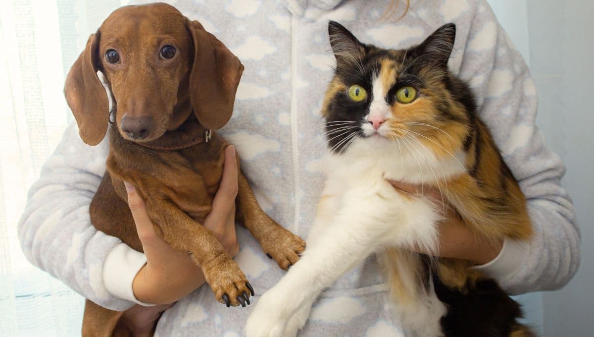 ¿Dónde dejar a tu mascota en vacaciones? 5 opciones que te darán tranquilidad