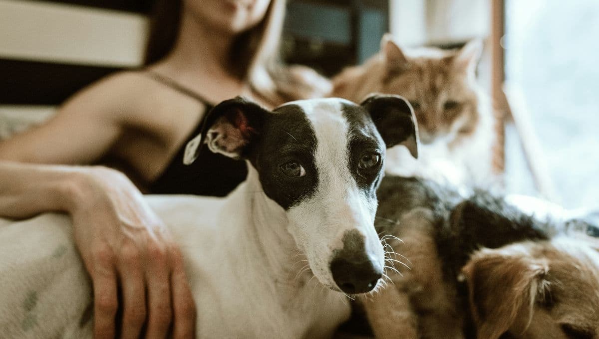 ¿El dengue puede afectar a mis mascotas? Esto debes saber