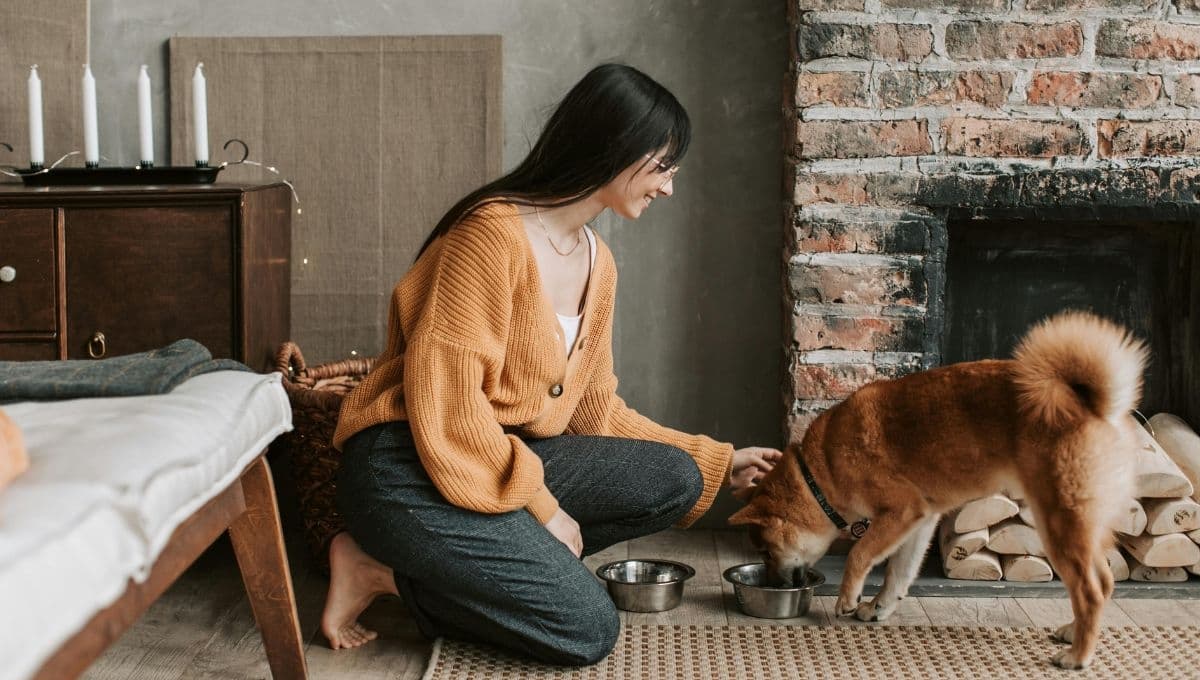 La mejor hora del día para alimentar a tu perro y no se enferme