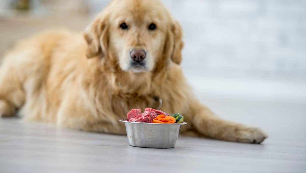 ¿Cómo alimentar un perro con cáncer? 5 alimentos esenciales para su salud