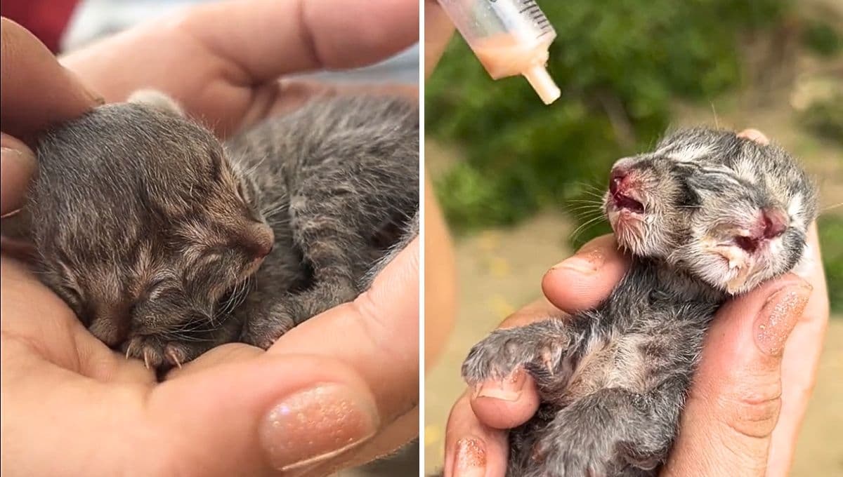 Conoce al gato Janus, tiene dos caras y solo espera un milagro