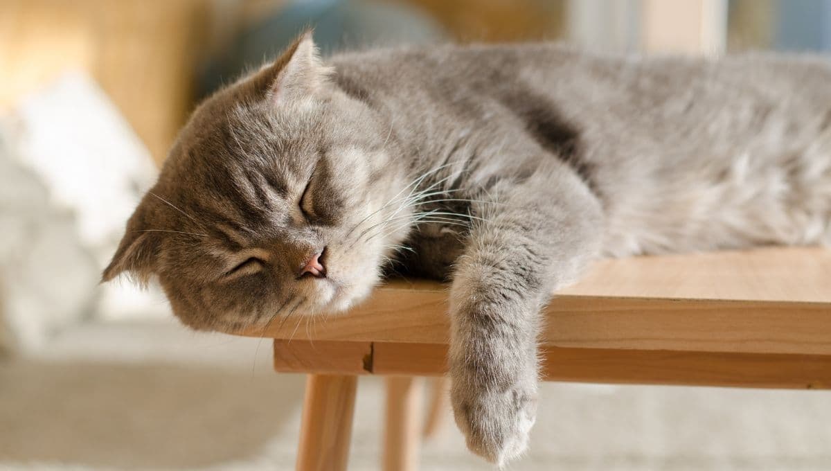 ¿Por qué mi gato me despierta de madrugada, según expertos?