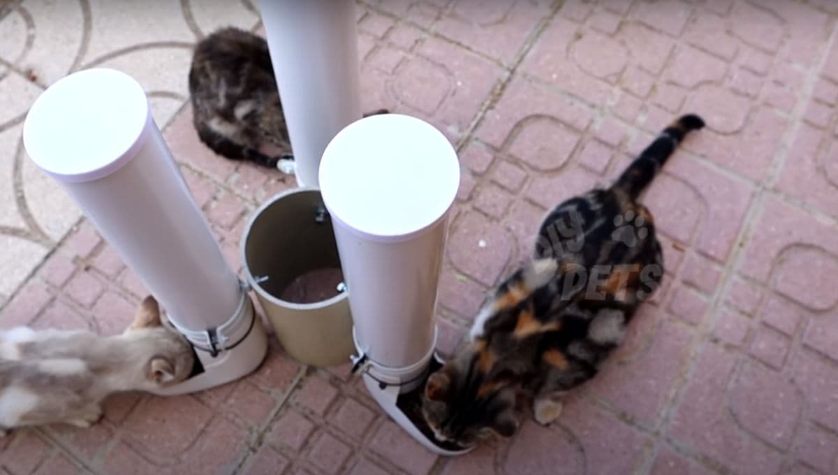 ¿Cómo hacer un comedero para gatos con pvc?