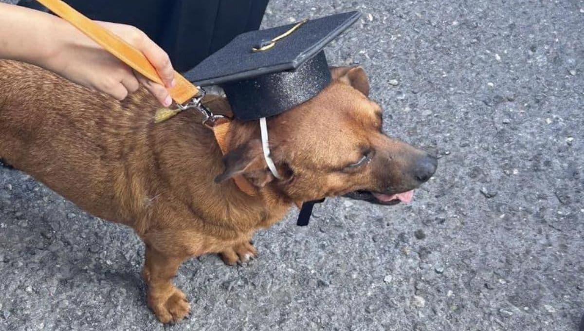 Conoce a "El Cejas", el perrito que se graduó de la secundaria en Saltillo