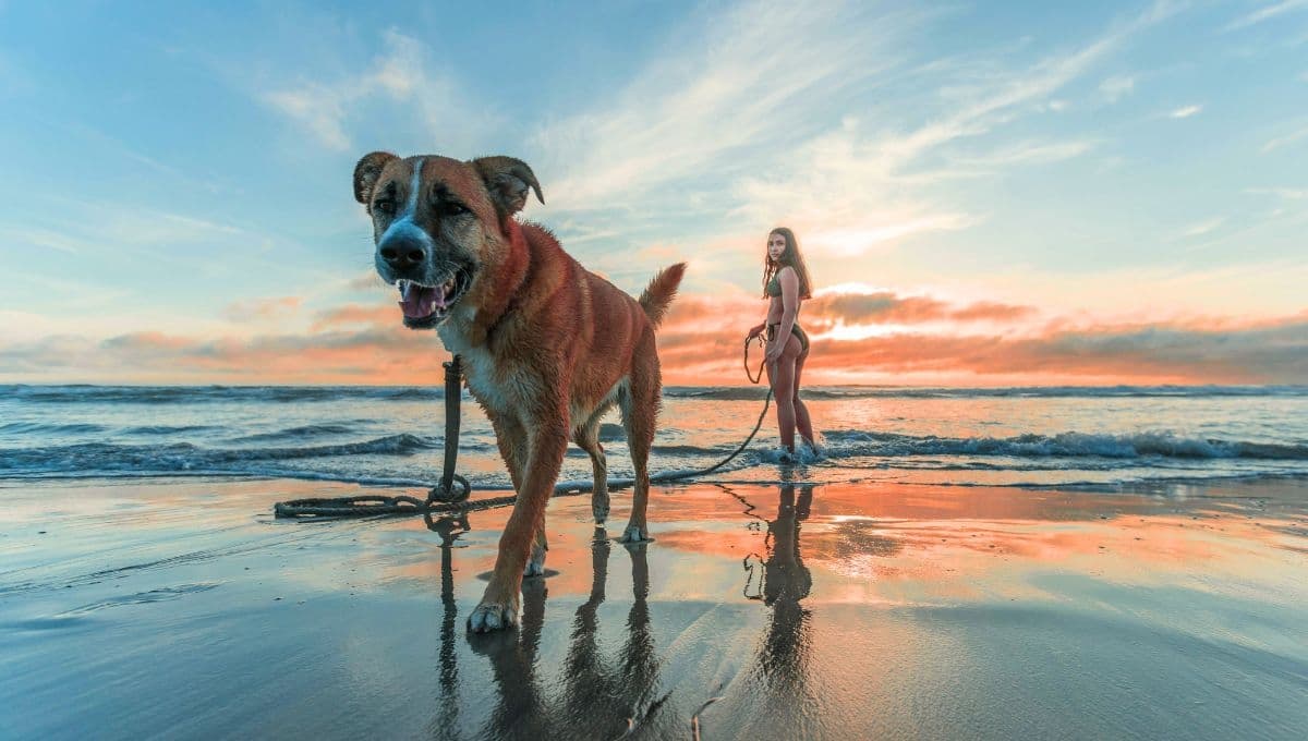¿Qué pasa si me llevo a mi perro a la playa? 5 cuidados que no deben faltar
