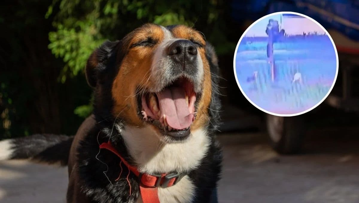 VIDEO: Perros se vuelven héroes al salvar su casa de un ladrón