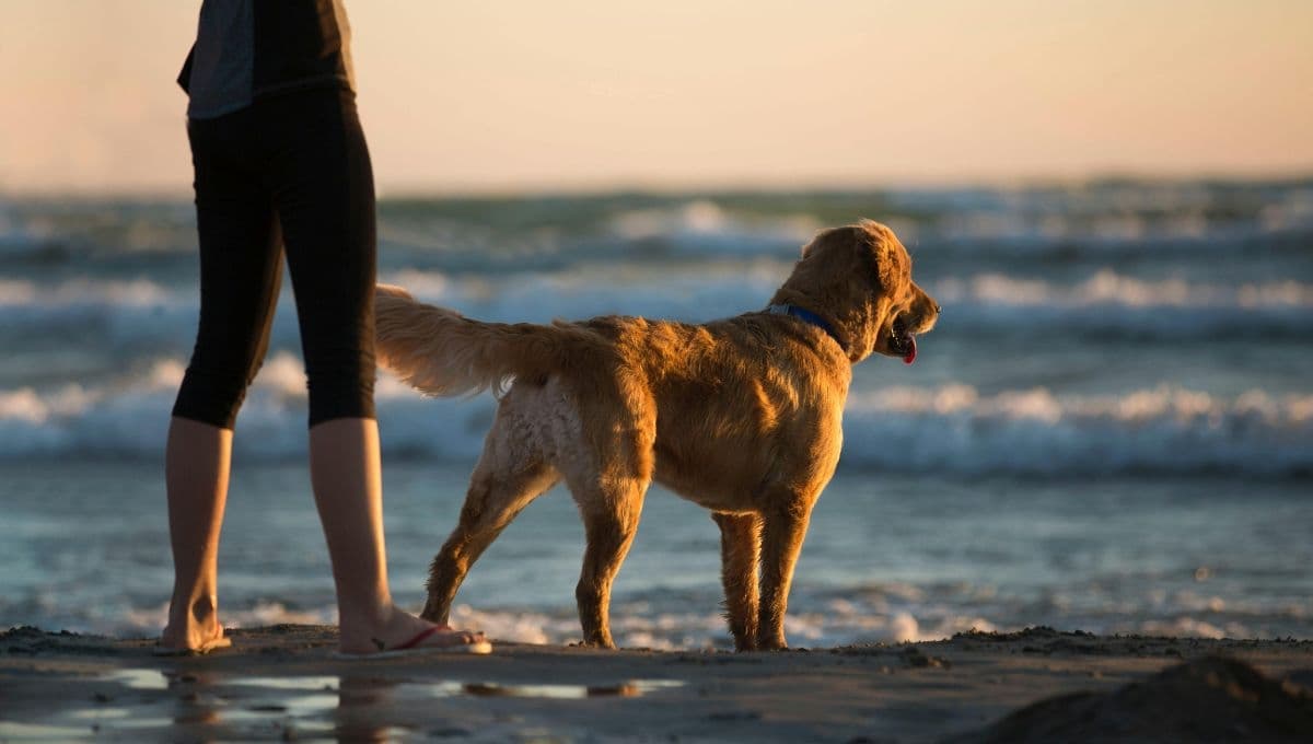 5 hoteles pet friendly en Veracruz para las vacaciones de verano 2024