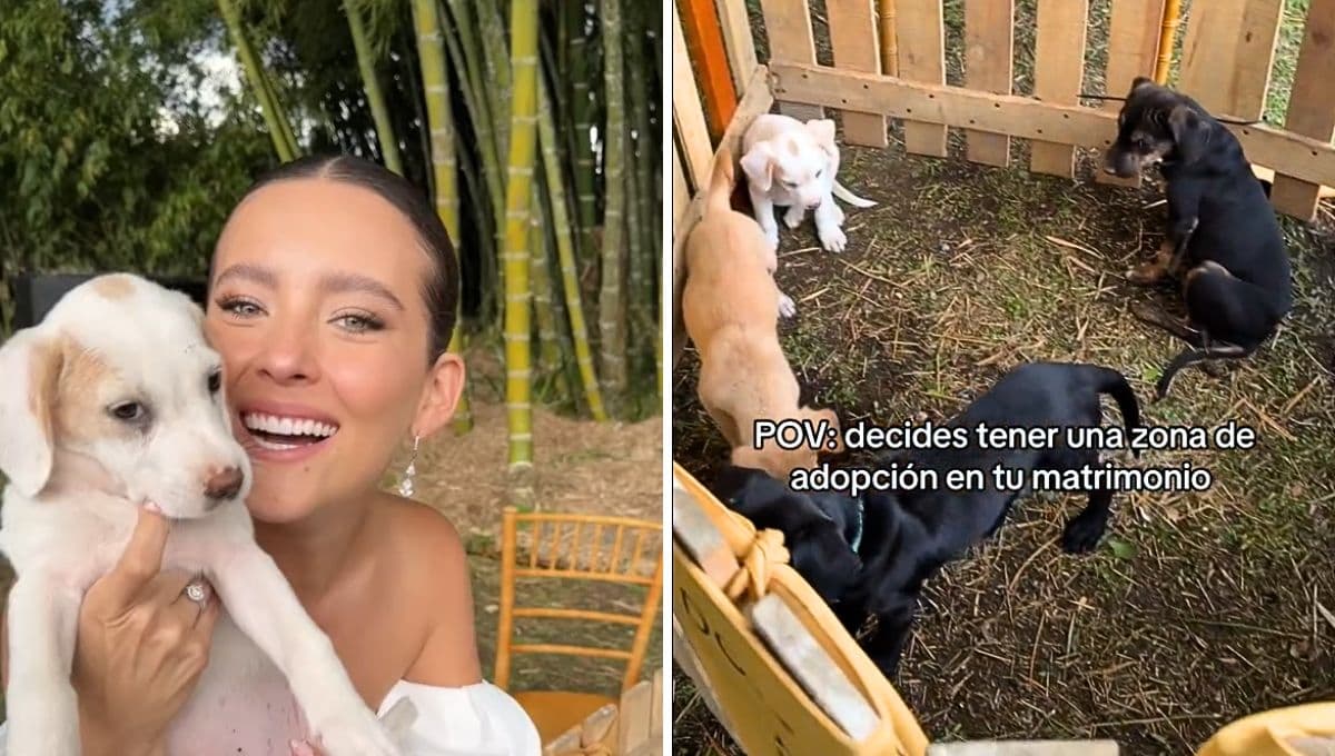 Mujer veterinaria pone zona de adopción de perritos en su boda: VIDEO