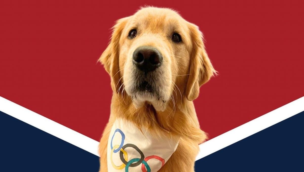 Conoce a Beacon, el perro que ayuda a entrenar al equipo olímpico de gimnasia