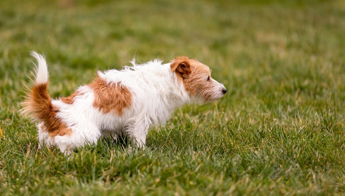 ¿Qué hacer si mi perro no puede hacer del baño? 3 claves para aliviar su estreñimiento