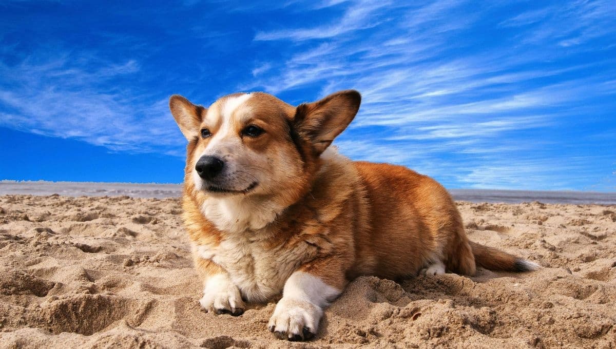 5 hoteles pet friendly en Acapulco para las vacaciones de verano 2024