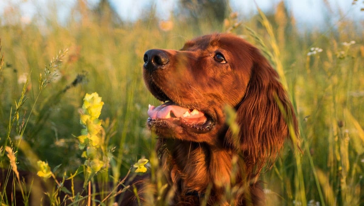 5 consejos para que tu perro se refresque y no tenga calor