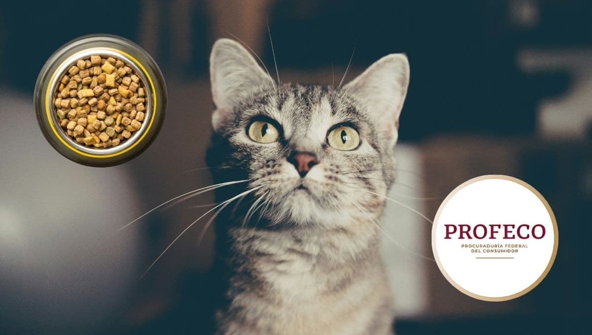 Las croquetas para gato con menos grasa, según Profeco