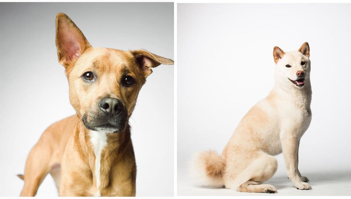Así envejecen los perros a través de las FOTOS