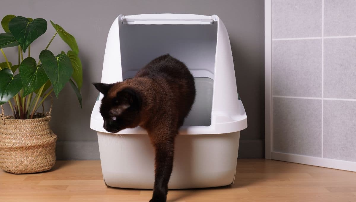 Mi gato no hace popó: ¿Cuáles son las causas y qué hacer?