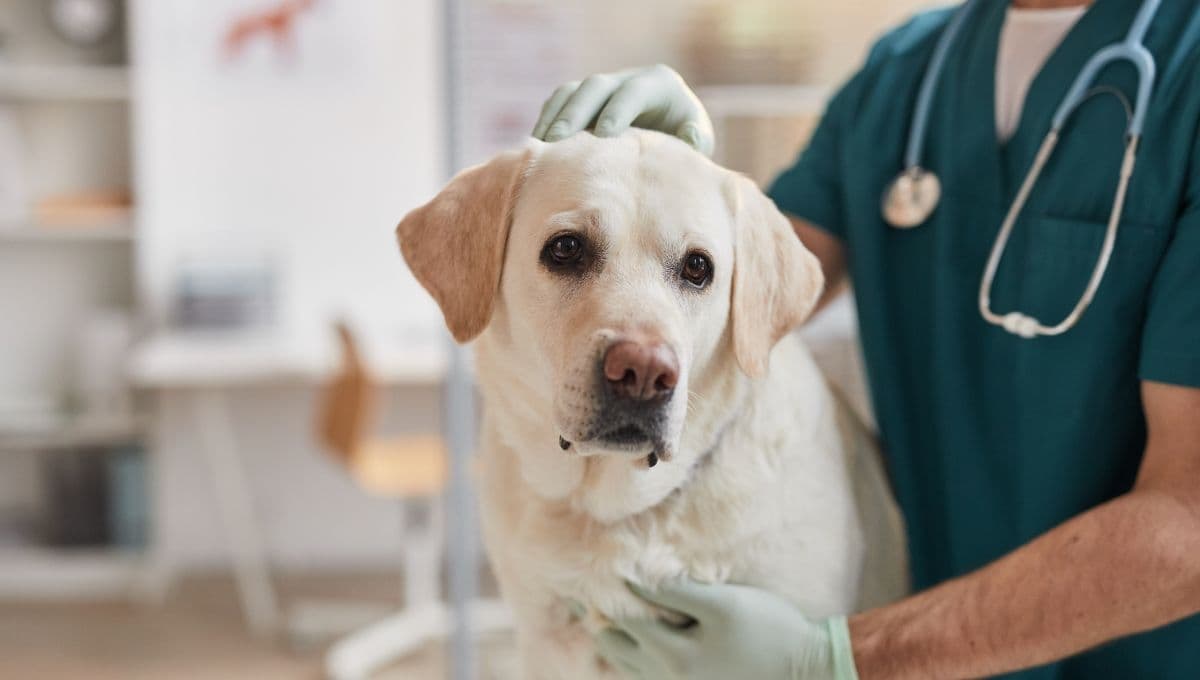 Las reacciones que debes prestar atención cuando esterilizaste a tu perra