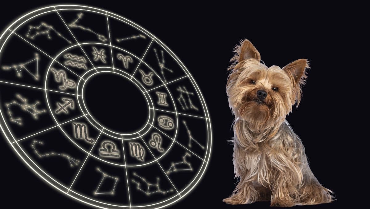 Horóscopo de tu perro: Las predicciones para tu mascota hoy sábado 13 de julio
