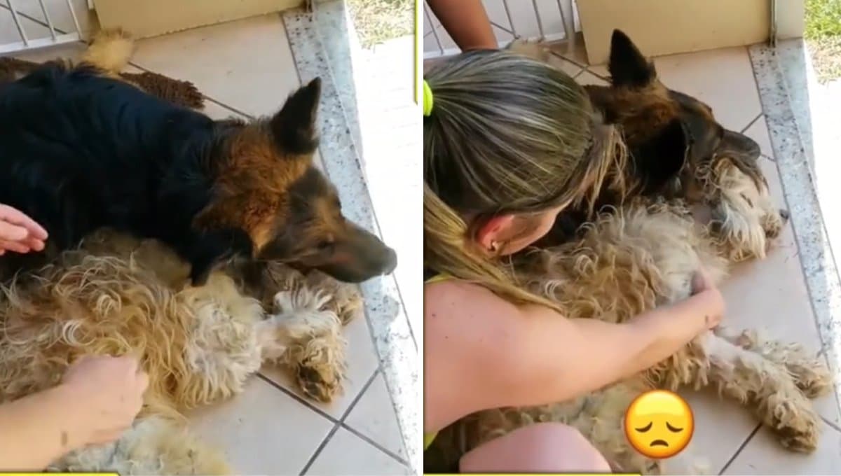 VIDEO: Perro rompe en llanto por pensar que su amigo estaba muerto; lo anestesiaron