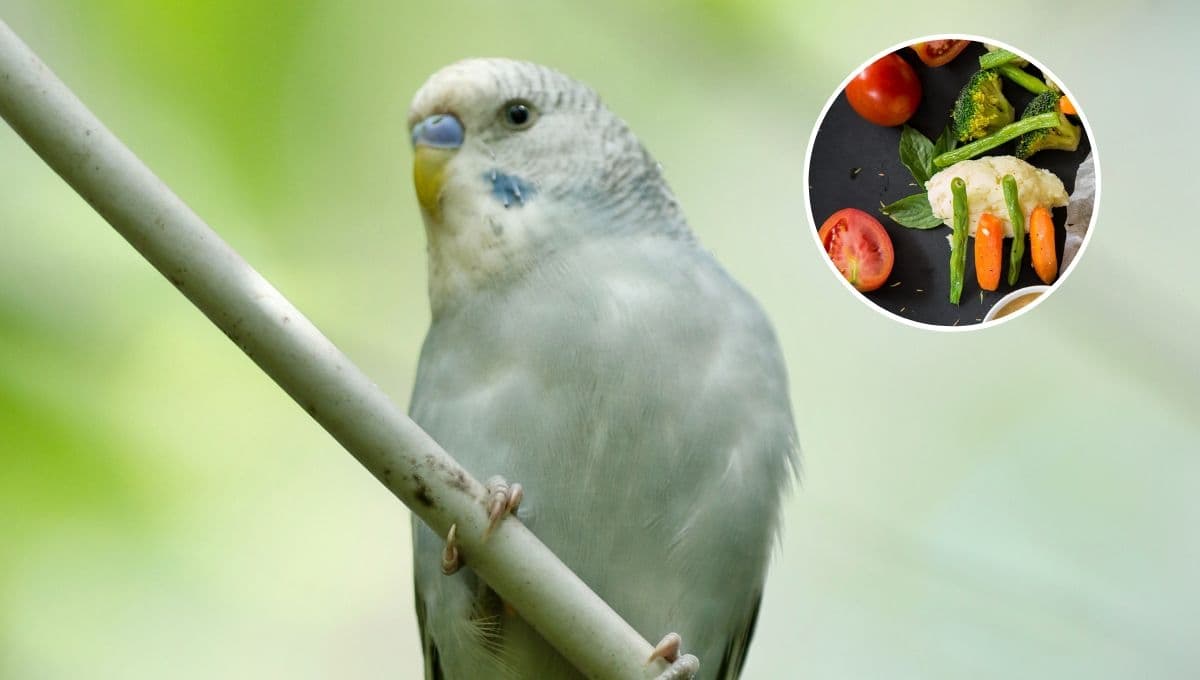 ¿Qué verduras comen los periquitos australianos?