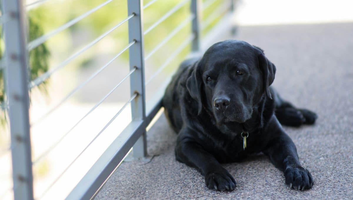 ¿Cuántos días se puede dejar solo a un perro? Sigue estas indicaciones