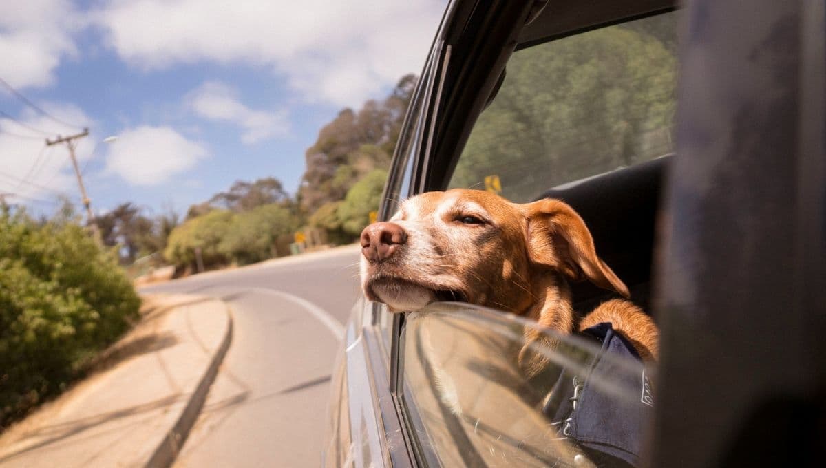 5 hoteles pet friendly en Cuernavaca para las vacaciones de verano 2024