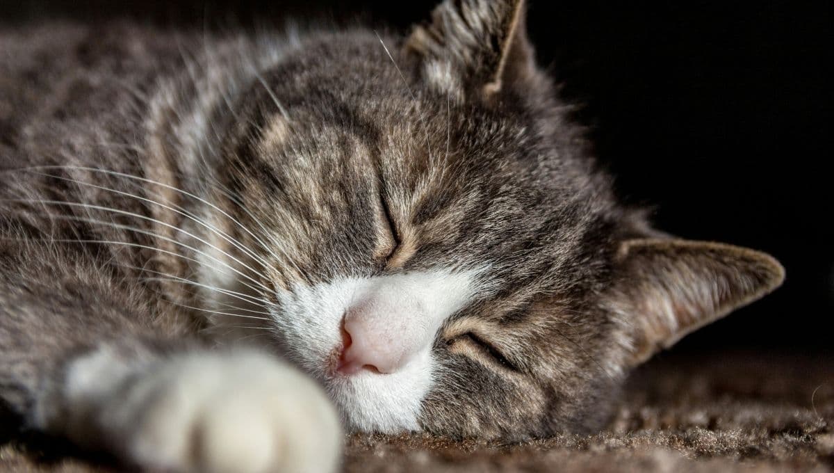 ¿Qué hacer si mi gato tiembla cuando duerme? No dejes ir las señales