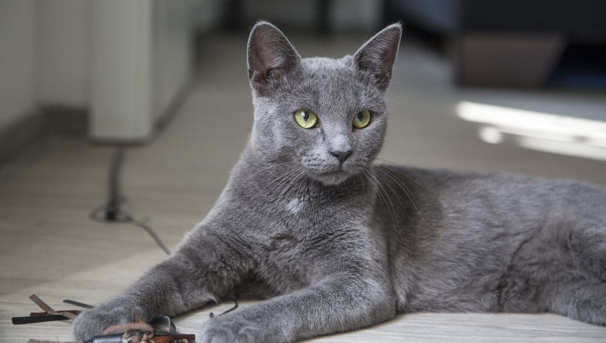 ¿Qué tan bueno es tener un gato gris en casa?