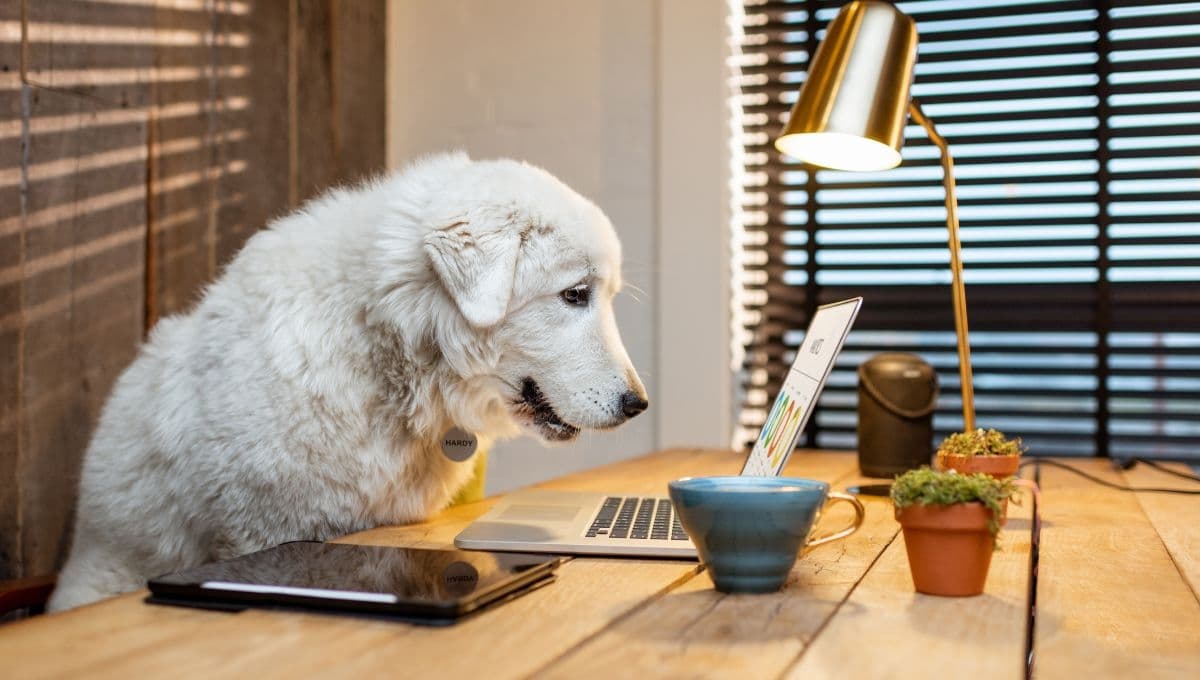 ¿El perro recepcionista no existe? Sí y es él