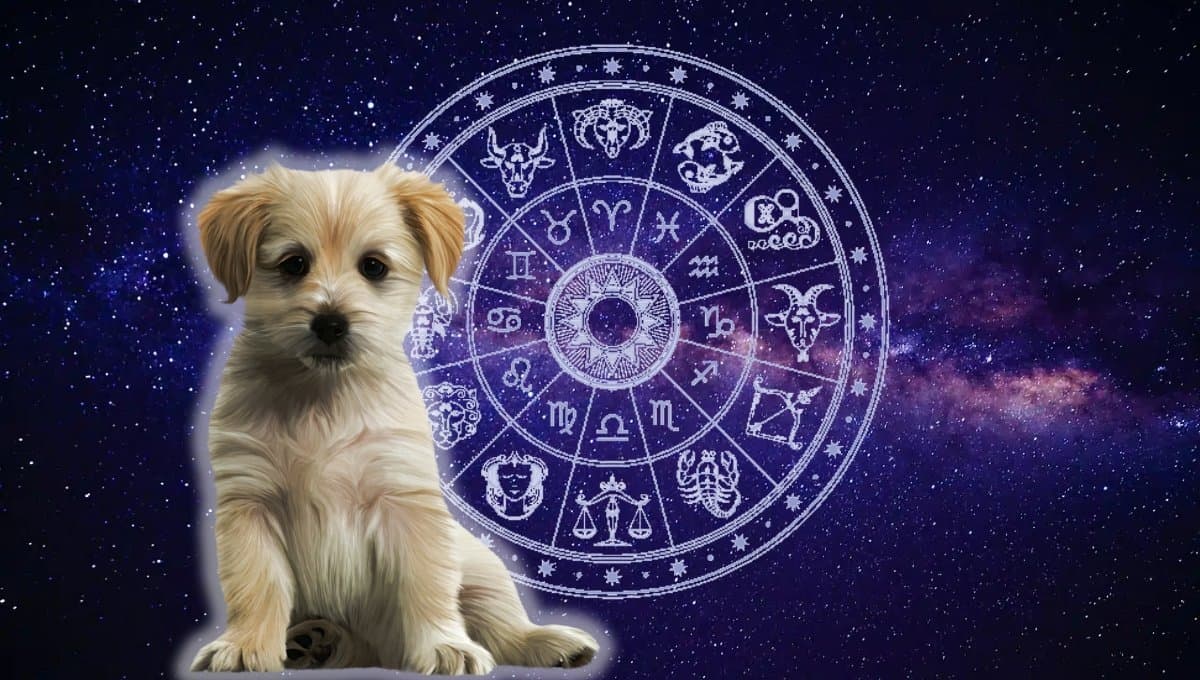 Horóscopo de tu perro: Las predicciones para tu mascota hoy martes 16 de julio
