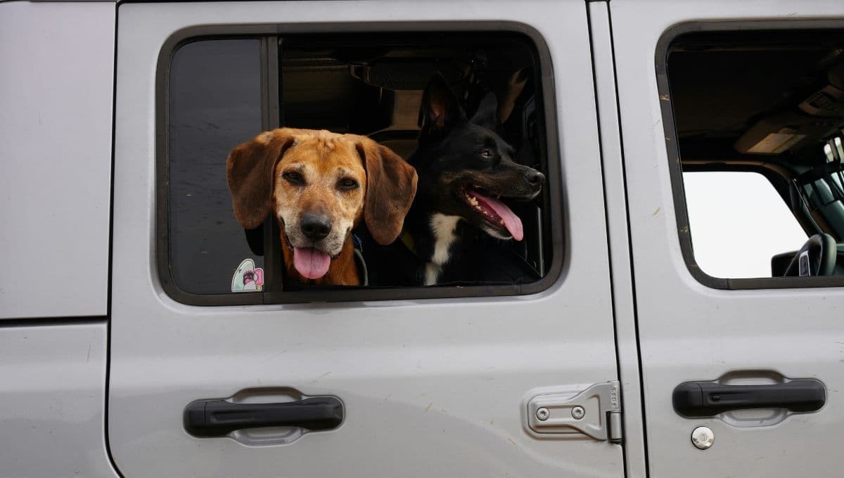 5 hoteles pet friendly en Tepoztlán para las vacaciones de verano 2024